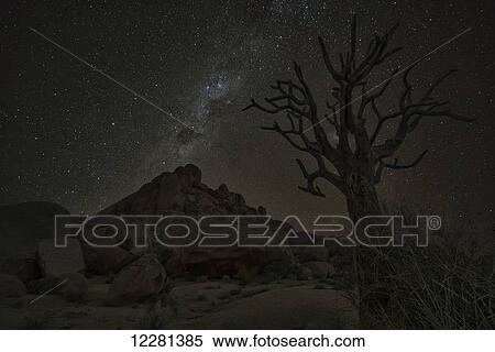 Milky Way shines in the night sky above a dead Kookerboom tree in Richtersveld National Park; South Africa View Large Photo Image Stock Photography - Milky Way shines in the night sky above a dead Kookerboom tree in Richtersveld National Park; South Africa. Fotosearch