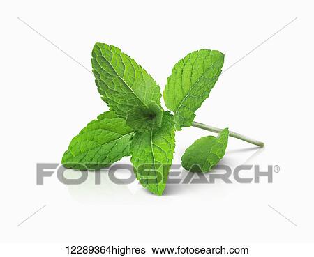 Stock Photograph - Mint leaves on a stem on white background; Toronto, Ontario, Canada. Fotosearch