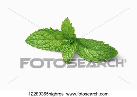 Stock Photograph - Mint leaves on a stem on white background; Toronto, Ontario, Canada. Fotosearch