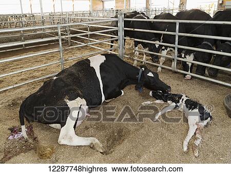 Stock Photograph - Minutes old baby calf laying beside it's mother; Dewdney, British Columbia, Canada. Fotosearch