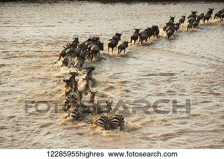 Stock Photograph - Mixed group of Zebras (Equus quagga) and Wildebeest (Connochaetes taurinus) crossing the flooded Mara River in Serengeti National Park; Tanzania. Fotosearch