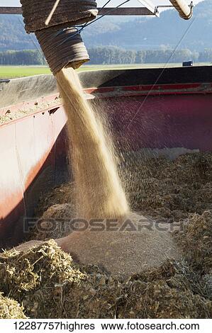 Stock Photograph - Mixing grain to feed to cows in the dairy industry; Dewdney, British Columbia, Canada. Fotosearch