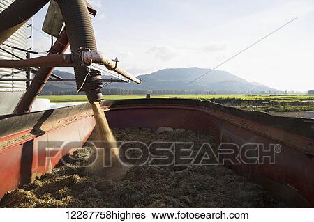 Stock Photograph - Mixing grain to feed to cows in the dairy industry; Dewdney, British Columbia, Canada. Fotosearch