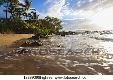 Stock Photograph - Mokapu Beach at sunset with palm trees; Maui, Hawaii, United States of America. Fotosearch