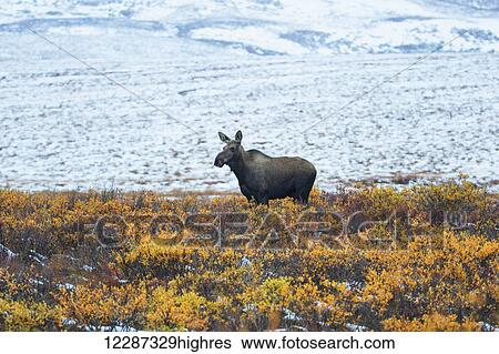 Moose (alces alces) along the Dempster Highway; Yukon, Canada View Large Photo Image Stock Photograph - Moose (alces alces) along the Dempster Highway; Yukon, Canada. Fotosearch