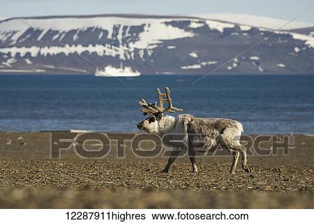 Stock Photograph - Moose (Alces alces) walking on the shore with mountain and ocean in the background; Spitsbergen, Svalbard, Norway. Fotosearch