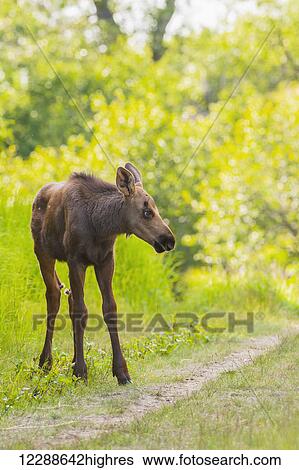 Stock Photograph - Moose calf in Kincaid Park, Anchorage, Southcentral Alaska, summer. Fotosearch