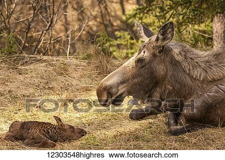 Stock Photograph - Moose cow with newborn calf (alces alces); Alaska, United States of America. Fotosearch