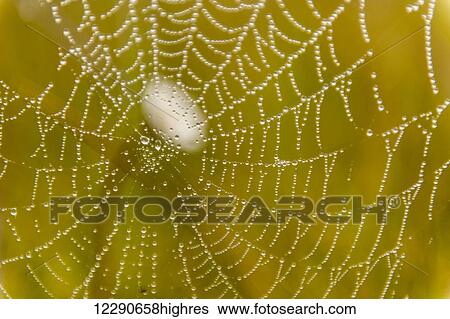Stock Photograph - Morning dew on a spider web near Silver Salmon Creek in Lake Clark National Park & Preserve, Alaska.. Fotosearch