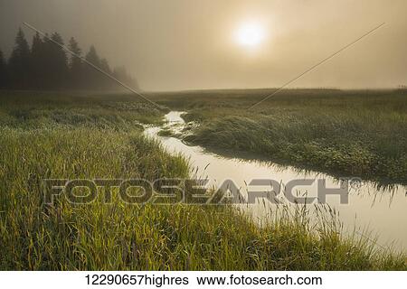 Stock Photograph - Morning light shines through the fog on a slough near Silver Salmon Creek in Lake Clark National Park & Preserve, Alaska.. Fotosearch