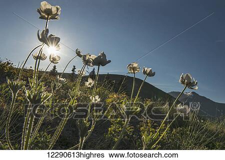 Stock Photograph - Morning sun shines through a patch of mountain avens on a hill on the south side of Anchorage, Alaska.. Fotosearch