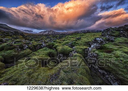 Moss covered lava flow at sunrise on the Snaefellsness Peninsula; Iceland View Large Photo Image Stock Photograph - Moss covered lava flow at sunrise on the Snaefellsness Peninsula; Iceland. Fotosearch