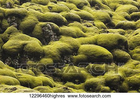 Moss covered lava; Iceland View Large Photo Image Stock Photograph - Moss covered lava; Iceland. Fotosearch