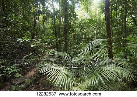Mossman Gorge Daintree National Park, the oldest rainforest in the world; Queensland Australia View Large Photo Image Stock Photo - Mossman Gorge Daintree National Park, the oldest rainforest in the world; Queensland Australia. Fotosearch
