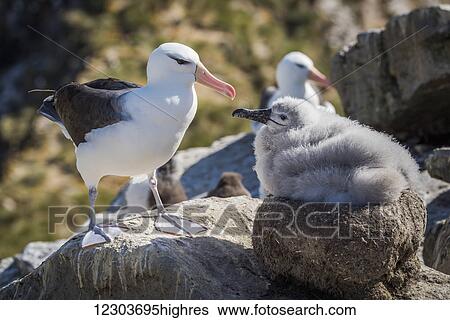Mother and baby black-browed albatross (Thalassarche melanophrys) in colony; Antarctica View Large Photo Image Stock Photograph - Mother and baby black-browed albatross (Thalassarche melanophrys) in colony; Antarctica. Fotosearch