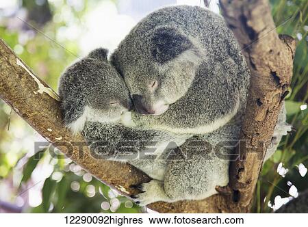 Stock Photograph - Mother and baby koala bears (Phascolarctos cinereus) cuddled up in a tree; Noosa, Queensland, Australia. Fotosearch