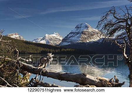 Stock Photograph - Mountain lake framed with driftwood in the foreground reflecting snow peaked mountains with blue sky and clouds, Banff National Park; Alberta, Canada. Fotosearch