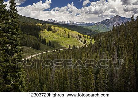 Stock Photograph - Mountain road in the middle area with a spruce forest in the foreground and aspen groves and snowcapped mountains in the background; Colorado, United States of America. Fotosearch