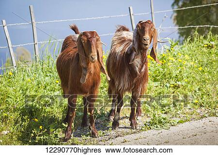 Stock Photograph - Mr. and Mrs. goat on the West hillside of the Galilee; Galilee, Israel. Fotosearch