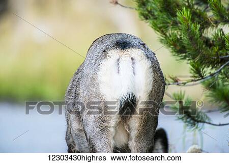 Stock Photograph - Mule deer's (Odocoileus hemionus) rope-like tail; United States of America. Fotosearch
