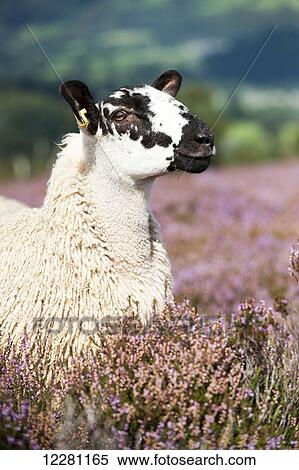 Mule gimmer lamb out of Dalesbred sheep on heather moorland above Pateley Bridge; North Yorkshire, England View Large Photo Image Stock Photography - Mule gimmer lamb out of Dalesbred sheep on heather moorland above Pateley Bridge; North Yorkshire, England. Fotosearch