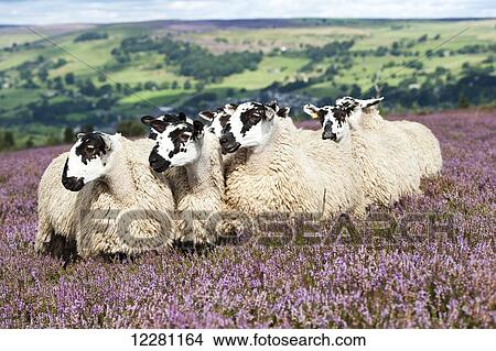 Picture - Mule gimmer lambs out of Dalesbred sheep on heather moorland above Pateley Bridge; North Yorkshire, England. Fotosearch