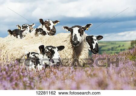 Stock Image - Mule gimmer lambs out of Dalesbred sheep on heather moorland above Pateley Bridge; North Yorkshire, England. Fotosearch