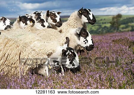 Stock Image - Mule gimmer lambs out of Dalesbred sheep on heather moorland above Pateley Bridge; North Yorkshire, England. Fotosearch