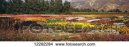 Multiple flower varieties are planted in a patchwork and seen in late summer in Ventura County, trees and mountains in the background; Santa Paula, California, United States of America View Large Photo Image Picture - Multiple flower varieties are planted in a patchwork and seen in late summer in Ventura County, trees and mountains in the background; Santa Paula, California, United States of America. Fotosearch