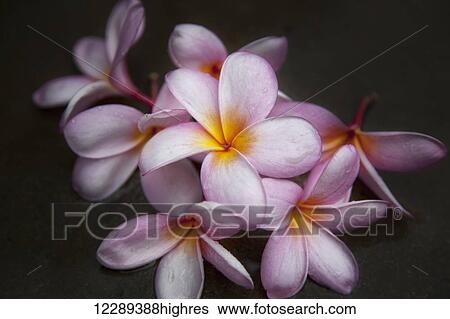 Stock Photograph - Multiple pink plumeria; Maui, Hawaii, United States of America. Fotosearch