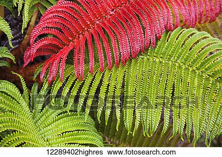 Stock Photograph - Native Ama'u ferns; Haleakala, Maui, Hawaii, United States of America. Fotosearch