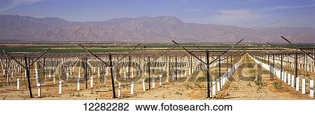 Stock Image - Newly planted vineyard staked and with white protective sleeves dominates the foreground, other green fields and mountains beyond, Coachella Valley; Mecca, California, United States of America. Fotosearch