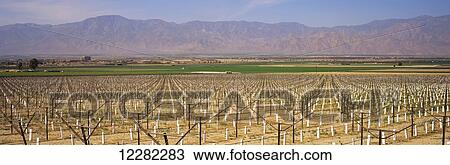Stock Image - Newly planted vineyard staked and with white protective sleeves dominates the foreground, other green fields and mountains beyond, Coachella Valley; Mecca, California, United States of America. Fotosearch