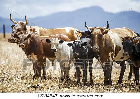 Nguni cattle; Cape Town, Western Cape, South Africa View Large Photo Image Stock Photo - Nguni cattle; Cape Town, Western Cape, South Africa. Fotosearch