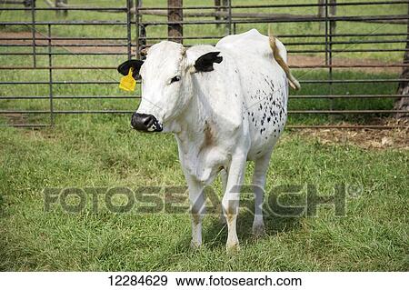 Stock Photo - Nguni cow (cattle) on farm; Roodeplaat, Gautang, South Africa. Fotosearch
