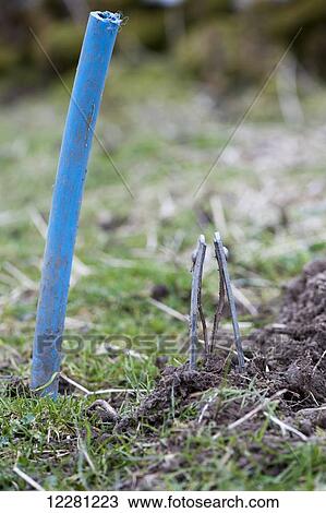 Nipper traps set in a mole run, with stick to mark site: United Kingdom View Large Photo Image Stock Image - Nipper traps set in a mole run, with stick to mark site: United Kingdom. Fotosearch