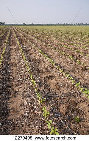 Stock Photo - No till Roundup ready cotton at 4-leaf stage with dead weeds controlled by post emergence herbicide, most likely Roundup; England, Arkansas, United States of America. Fotosearch