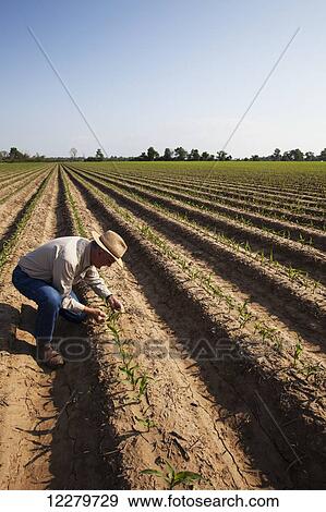 Stock Photo - NoneCrop consultant inspecting conventional till corn seedling at four to five leaf stage, soil is bedded to furrow irrigation; England, Arkansas, United States of America. Fotosearch