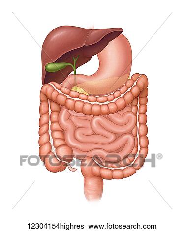Stock Photograph - Normal abdominal organs outside the body (stomach, liver, gall bladder, large intestine, small intestine, rectum, common bile duct). Fotosearch