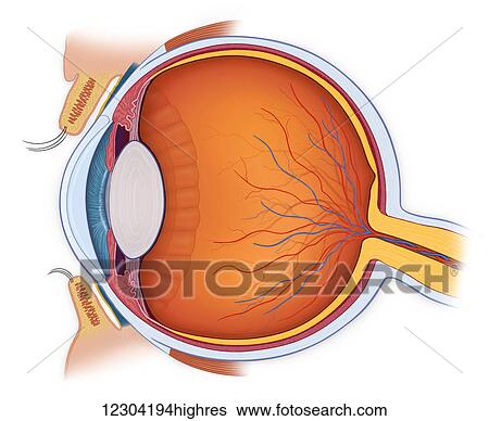 Stock Photograph - Normal anatomy of the eye in cross section. Fotosearch