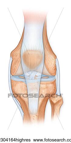 Normal anatomy of the knee joint, femur, tibia, fibula, patella with patella tendon, cruciate ligaments, meniscus, acl, mcl View Large Photo Image Stock Photograph - Normal anatomy of the knee joint, femur, tibia, fibula, patella with patella tendon, cruciate ligaments, meniscus, acl, mcl. Fotosearch