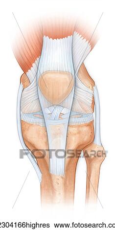 Stock Photograph - Normal anatomy of the knee joint, femur, tibia, fibula, patella with patella tendon, cruciate ligaments, meniscus, acl, mcl. Fotosearch
