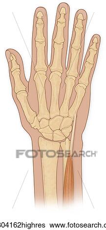 Stock Photograph - Normal anterior view normal hand bones with extensor carpi ulnaris muscle. Fotosearch