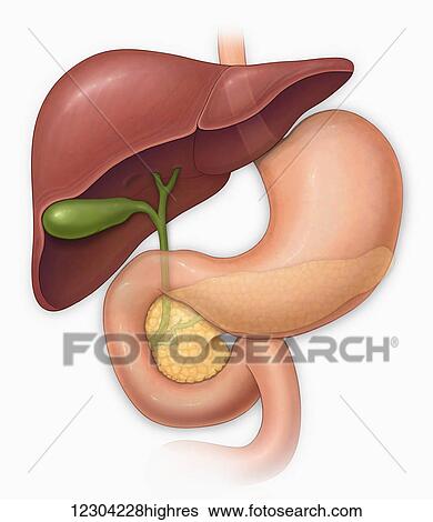 Normal anterior view of a liver, stomach, gull bladder, pancreas and common bile duct View Large Photo Image Stock Photograph - Normal anterior view of a liver, stomach, gull bladder, pancreas and common bile duct. Fotosearch
