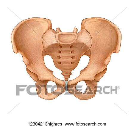 Normal anterior view of a pelvis View Large Photo Image Stock Photograph - Normal anterior view of a pelvis. Fotosearch