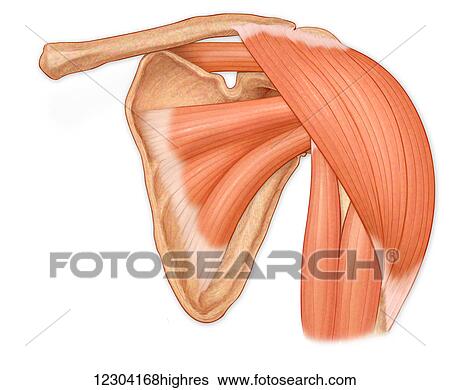 Normal anterior view of the shoulder joint, hilighting deltoid, supraspinatus, subscapularis and biceps muscles View Large Photo Image Stock Photograph - Normal anterior view of the shoulder joint, hilighting deltoid, supraspinatus, subscapularis and biceps muscles. Fotosearch