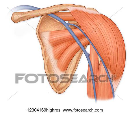 Normal anterior view of the shoulder joint, hilighting deltoid, supraspinatus, subscapularis and biceps muscles and cephalic vein View Large Photo Image Stock Photograph - Normal anterior view of the shoulder joint, hilighting deltoid, supraspinatus, subscapularis and biceps muscles and cephalic vein. Fotosearch