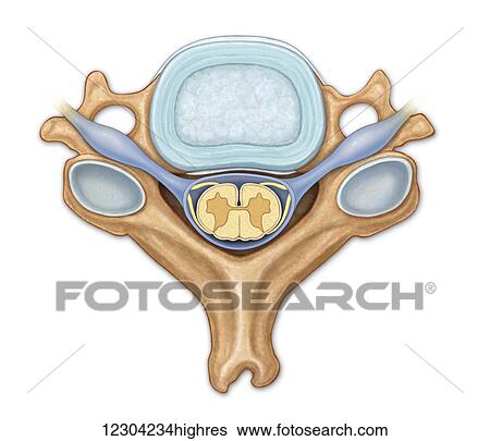 Stock Photograph - Normal axial view of C5 showing disk, nerve roots, posterior and anterior longitudinal ligaments and spinal cord. Fotosearch