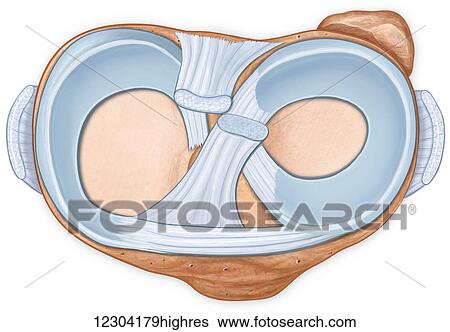 Stock Photograph - Normal axial view tibia and fibula bone showing the knee joint with meniscus, cruciate, mcl and acl ligaments. Fotosearch