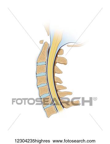 Normal cervical spinal vertebrae and cord in cross section View Large Photo Image Stock Photograph - Normal cervical spinal vertebrae and cord in cross section. Fotosearch